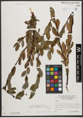 Foto von Salix waldsteiniana Willd.